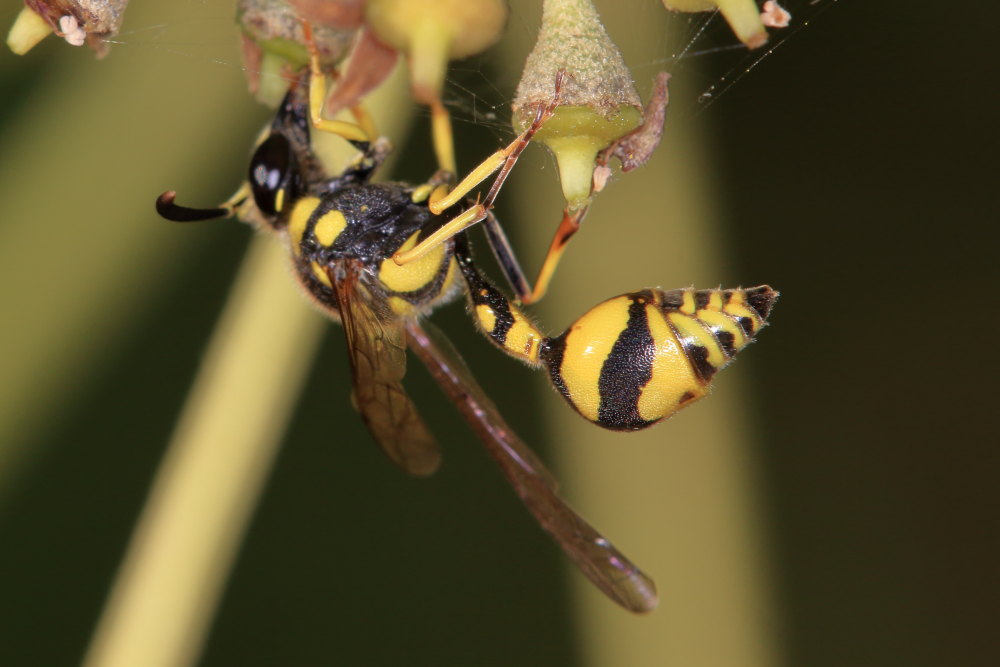 Vespidae Eumeninae: Eumenes mediterraneus