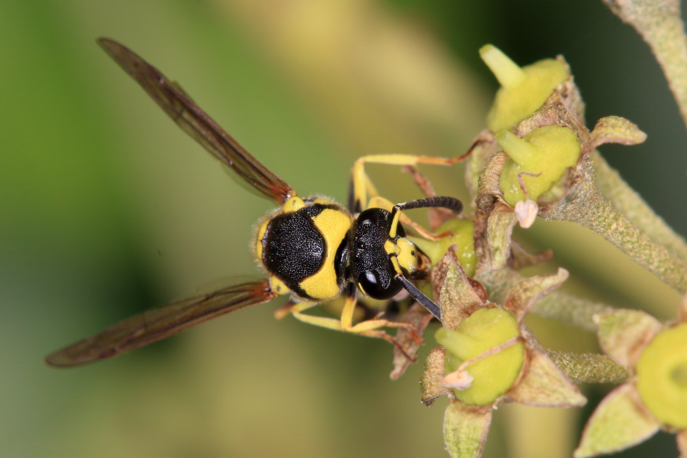 Vespidae Eumeninae: Eumenes mediterraneus