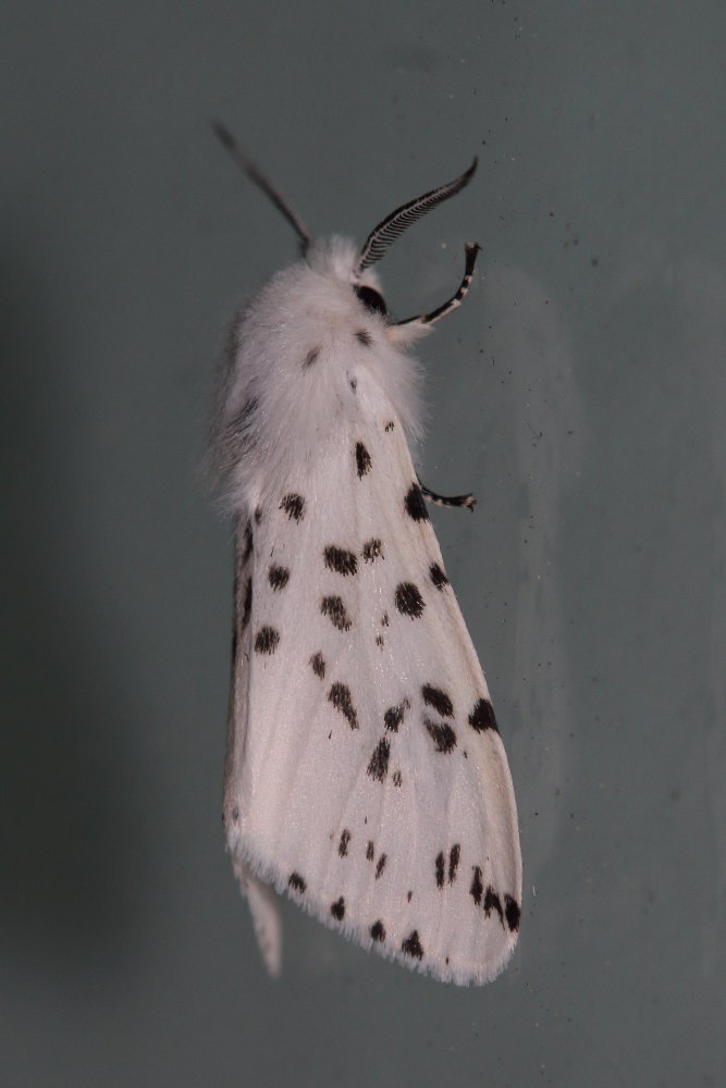 Da identificare - Hyphantria cunea, Erebidae Arctiinae