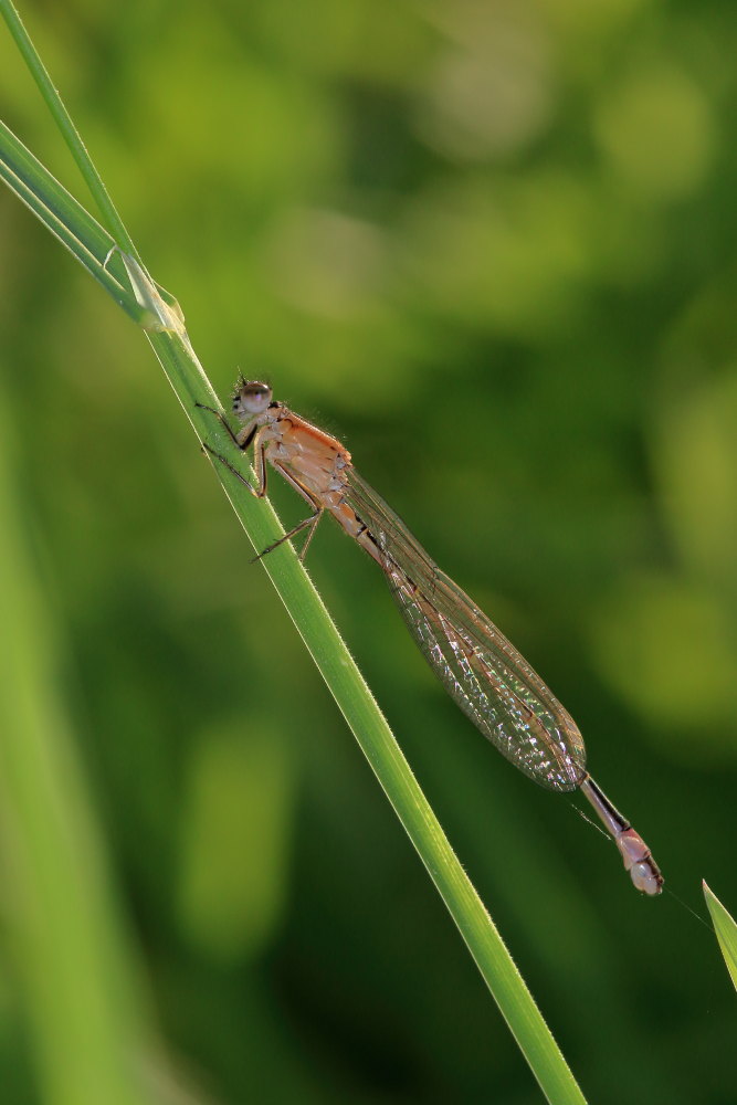 Femmine di Ischnura elegans