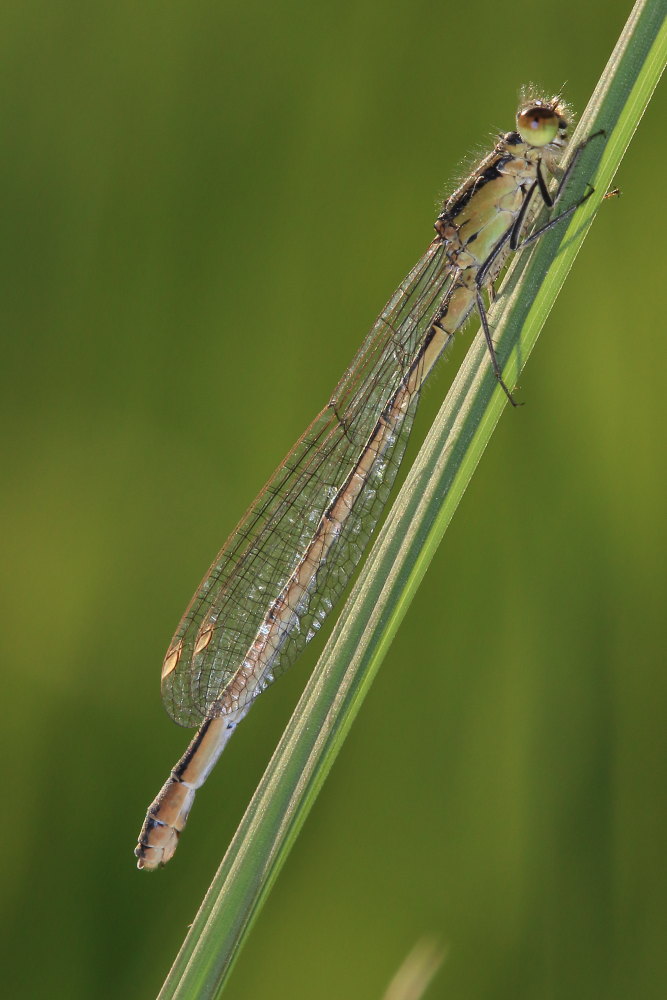 Femmine di Ischnura elegans