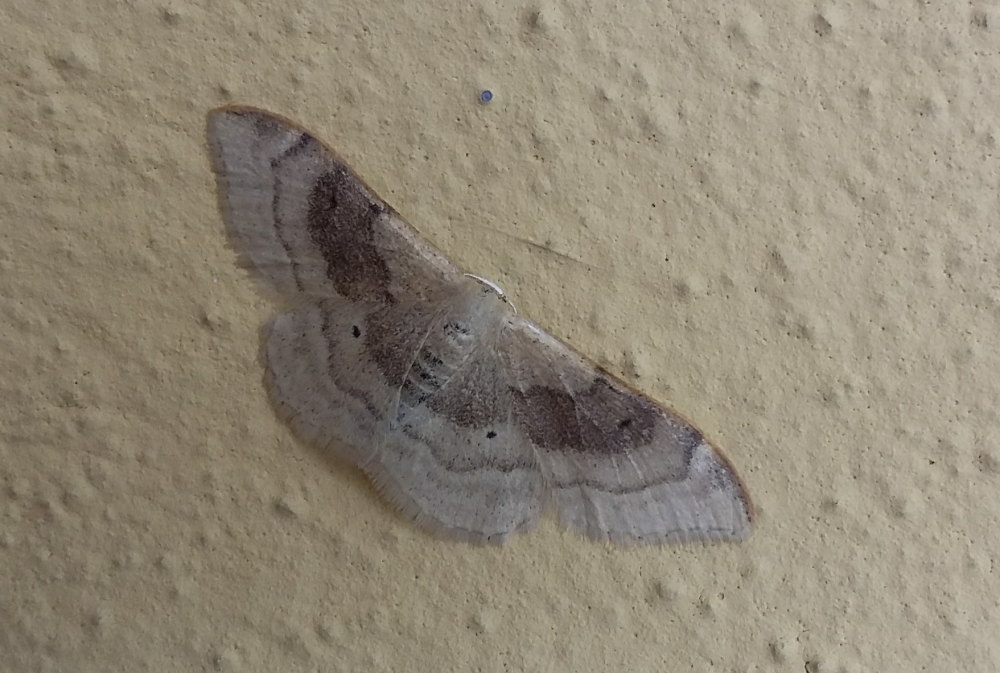 Da identificare 2 - Idaea degeneraria, Geometridae