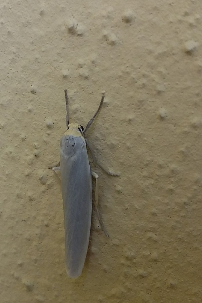 Da identificare 3 - Eilema sp., Erebidae Arctiinae