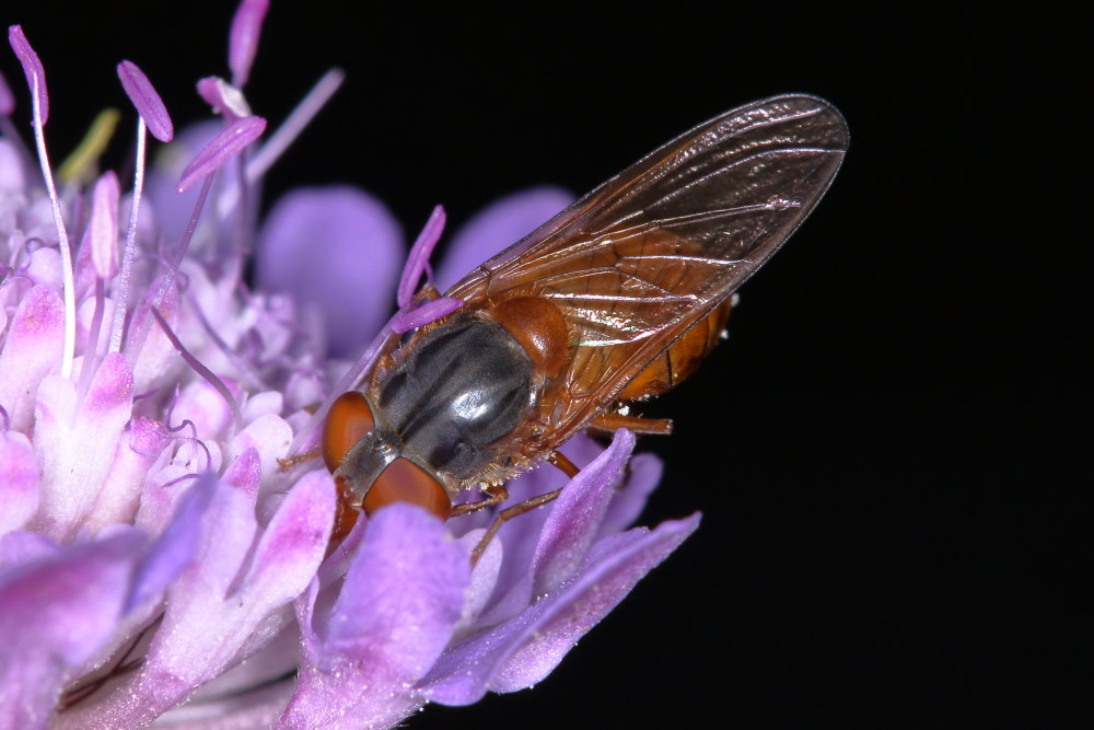 Rhingia rostrata? Si, femmina