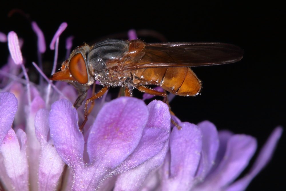 Rhingia rostrata? Si, femmina