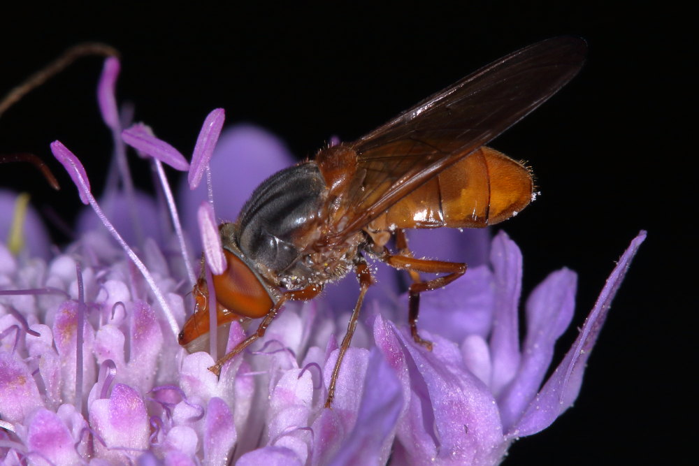 Rhingia rostrata? Si, femmina