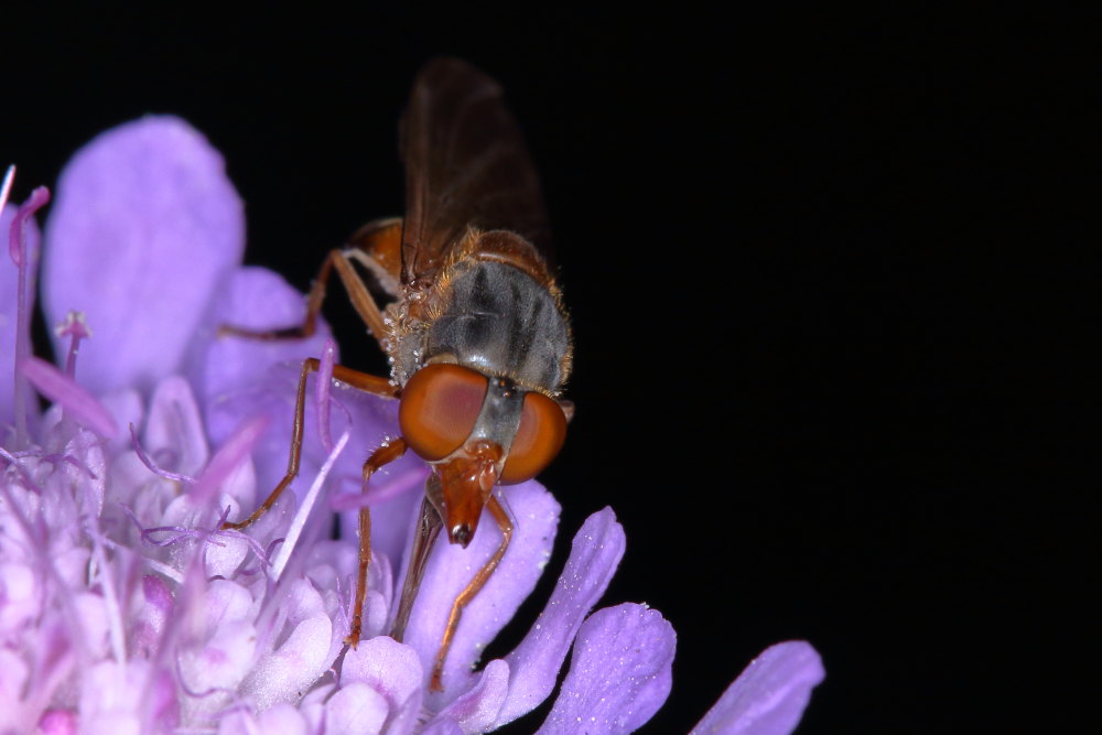 Rhingia rostrata? Si, femmina