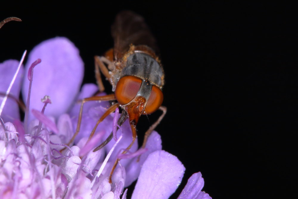 Rhingia rostrata? Si, femmina