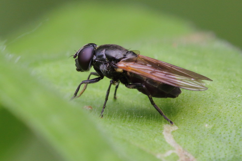 Cheilosia sp. femmina (Syrphidae)