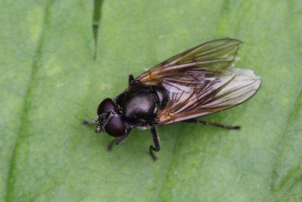 Cheilosia sp. femmina (Syrphidae)