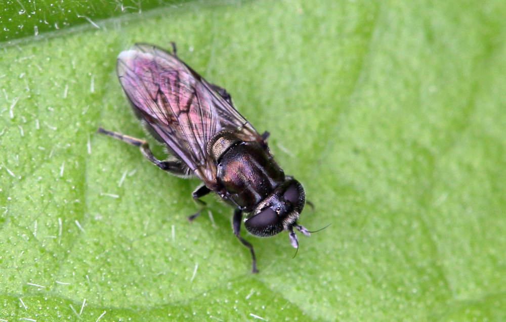 Eumerus sp. (Syrphidae)