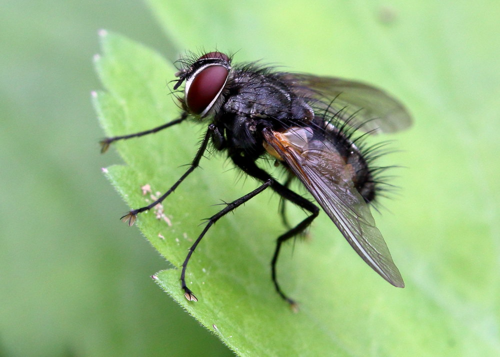 Thelaira cf. nigripes (Tachinidae)