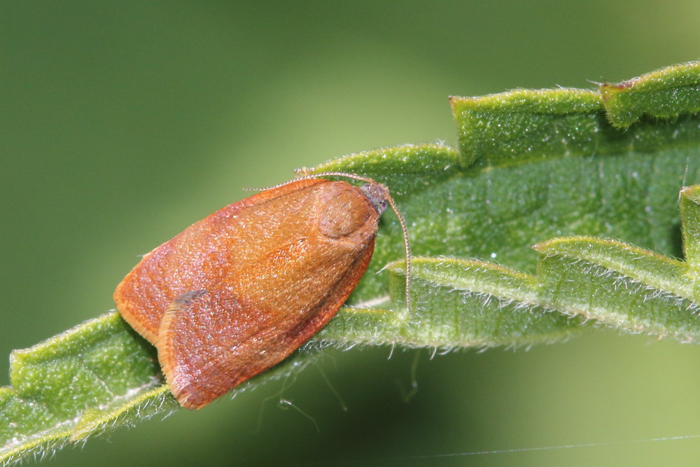 Da identificare - Cacoecimorpha pronubana, Tortricidae