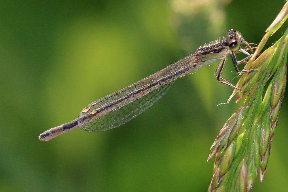 Platycnemis pennipes ?  No,  Ischnura elegans f. infuscans, femmine