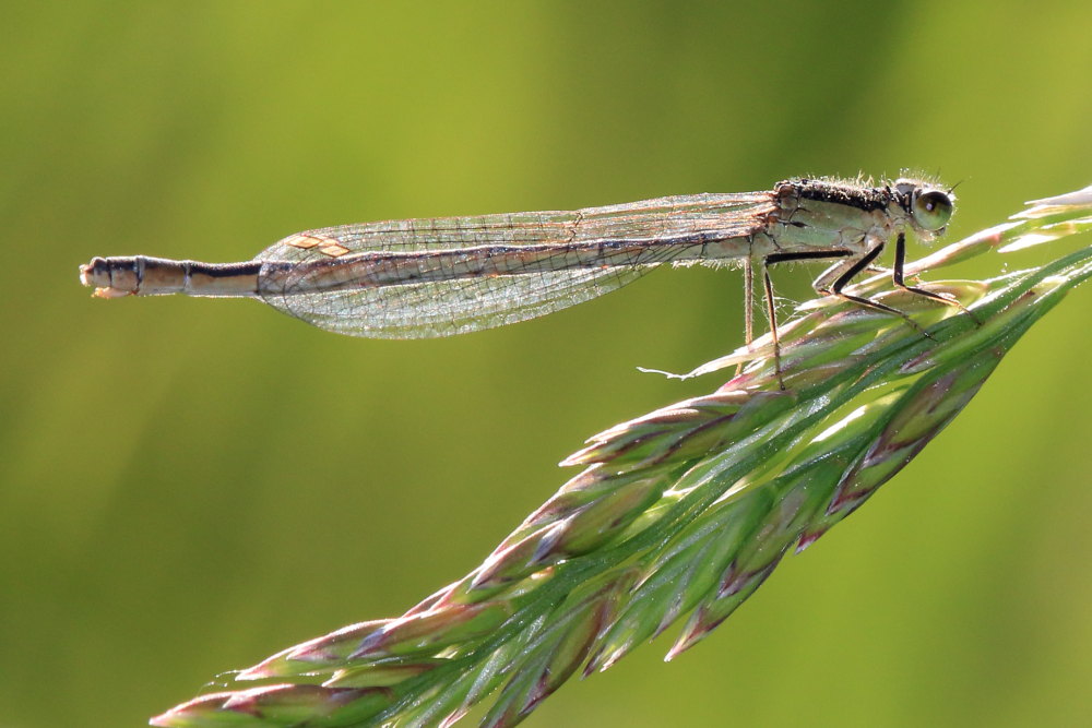 Platycnemis pennipes ?  No,  Ischnura elegans f. infuscans, femmine