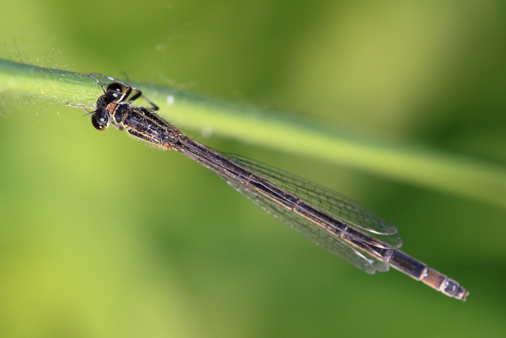 Platycnemis pennipes ?  No,  Ischnura elegans f. infuscans, femmine