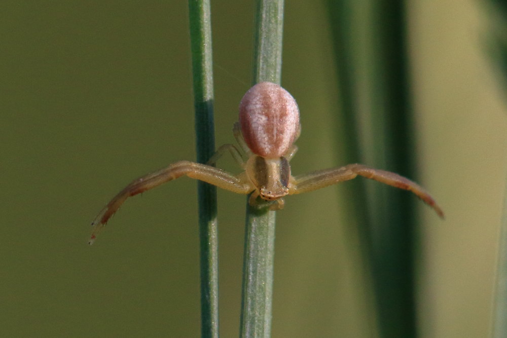 Runcinia grammica  - Osimo (AN)