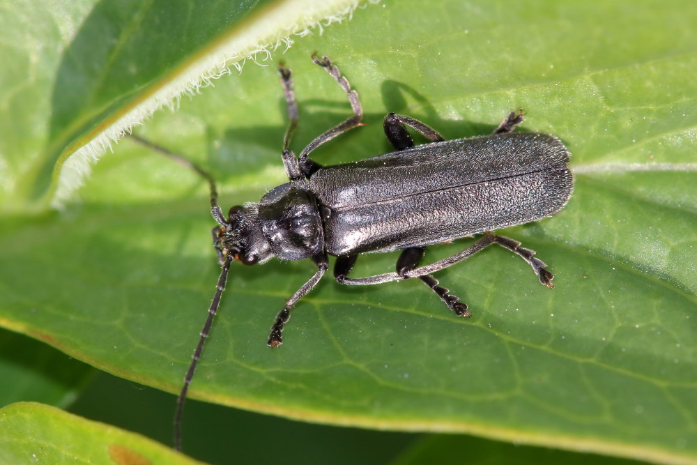 Cantharidae: Cantharis gr. tristis