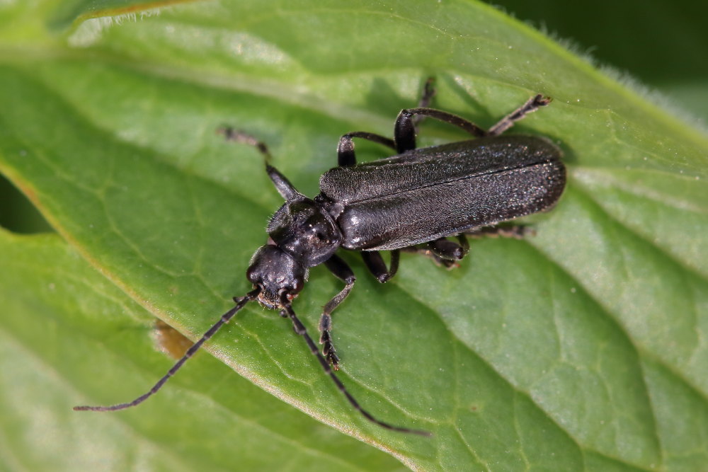 Cantharidae: Cantharis gr. tristis