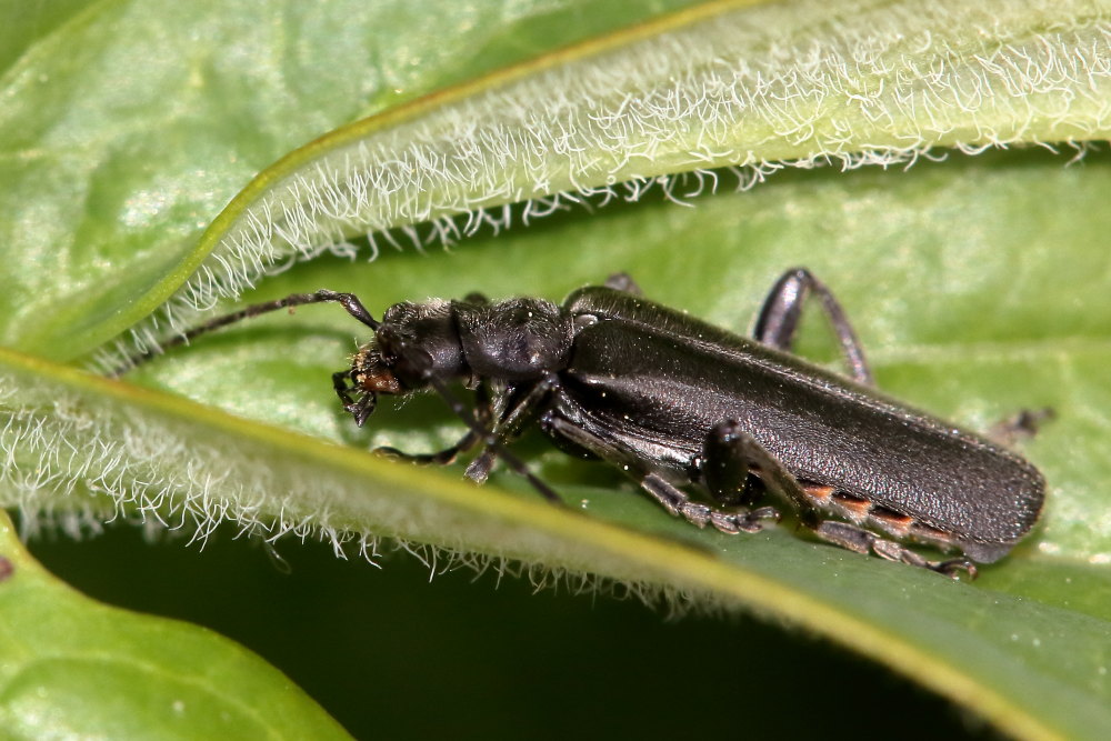 Cantharidae: Cantharis gr. tristis