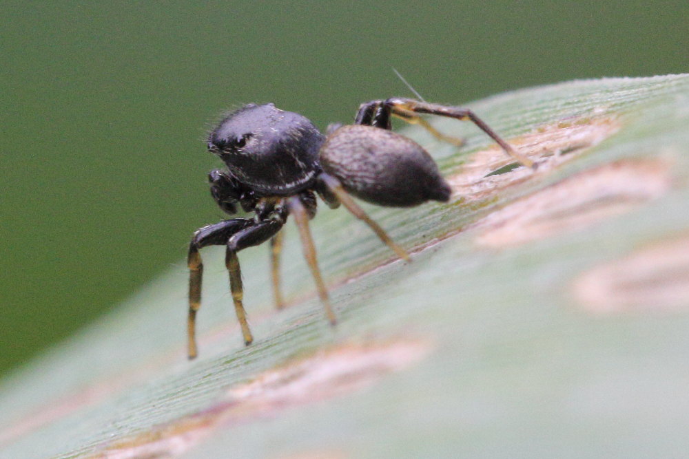 Heliophanus sp. - Ancona