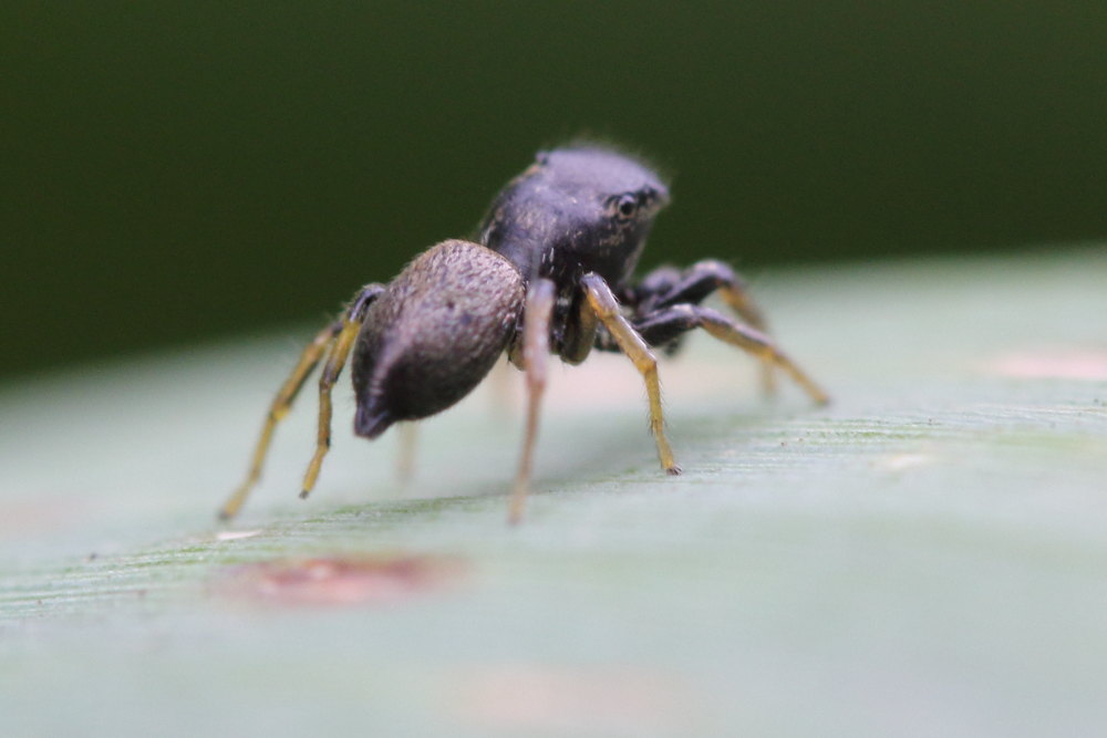 Heliophanus sp. - Ancona