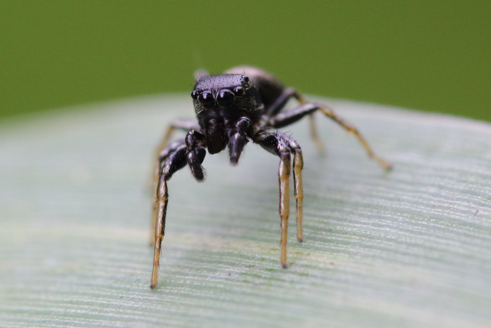 Heliophanus sp. - Ancona