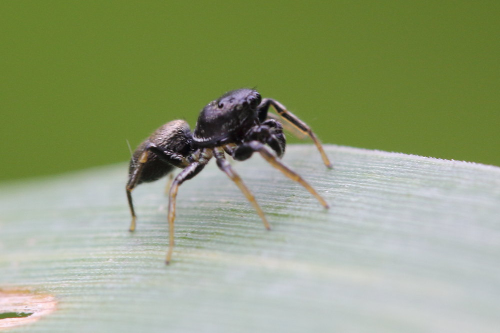 Heliophanus sp. - Ancona