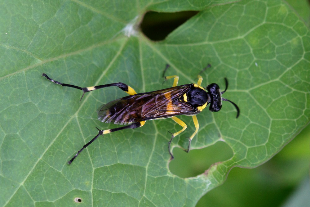 Tenthredinidae da identificare 4: Macrophya montana