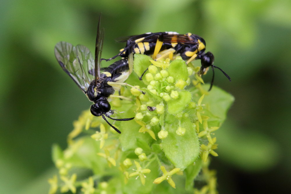 Tenthredinidae: Macrophya montana in accoppiamento