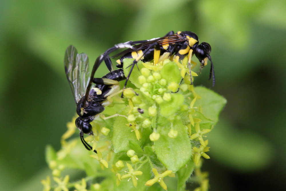 Tenthredinidae: Macrophya montana in accoppiamento