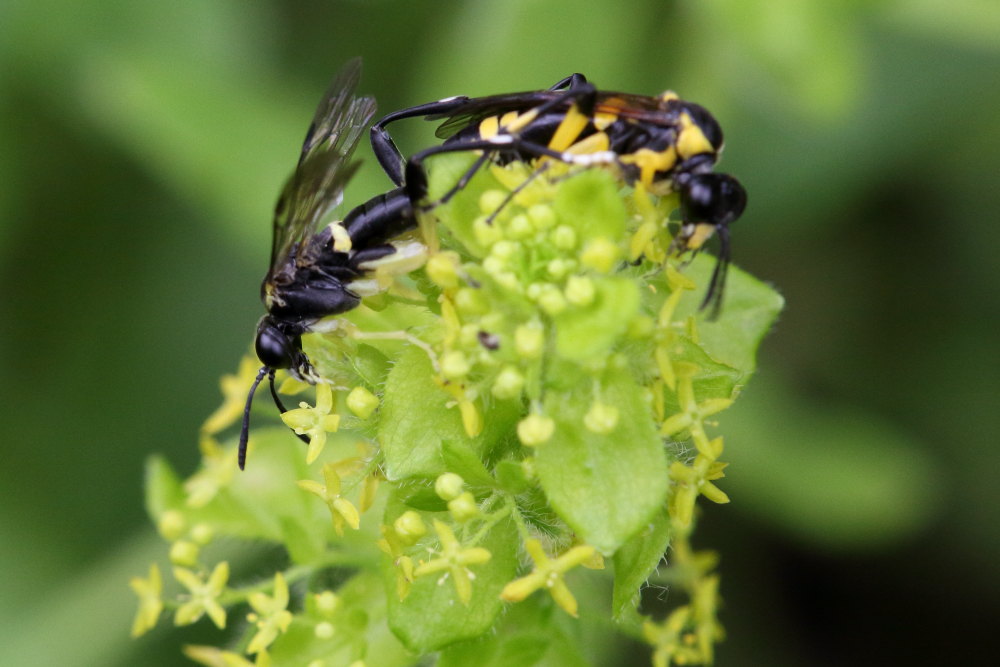 Tenthredinidae: Macrophya montana in accoppiamento