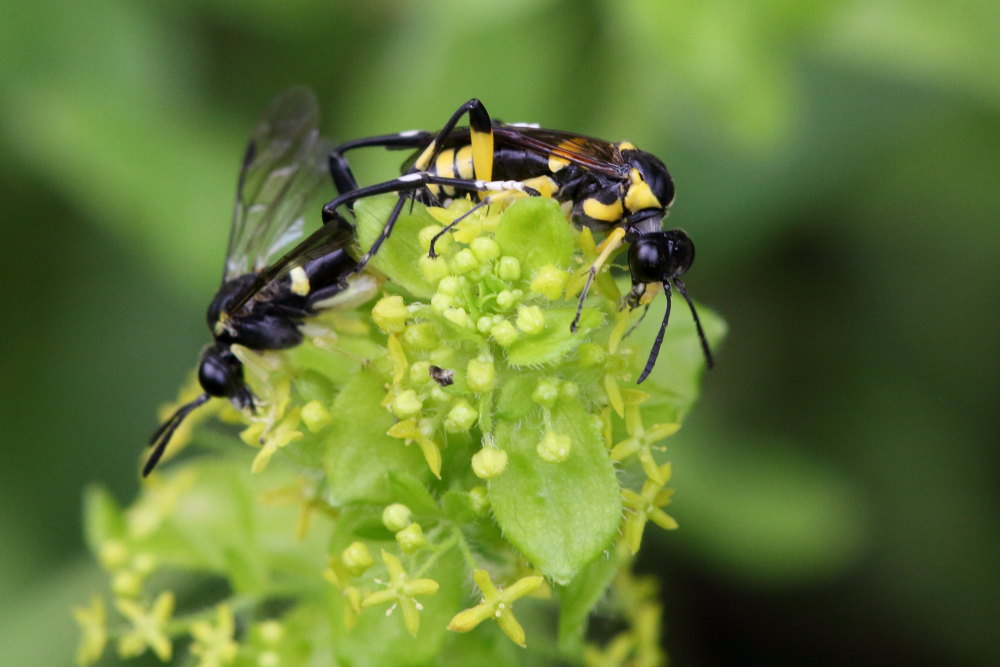 Tenthredinidae: Macrophya montana in accoppiamento