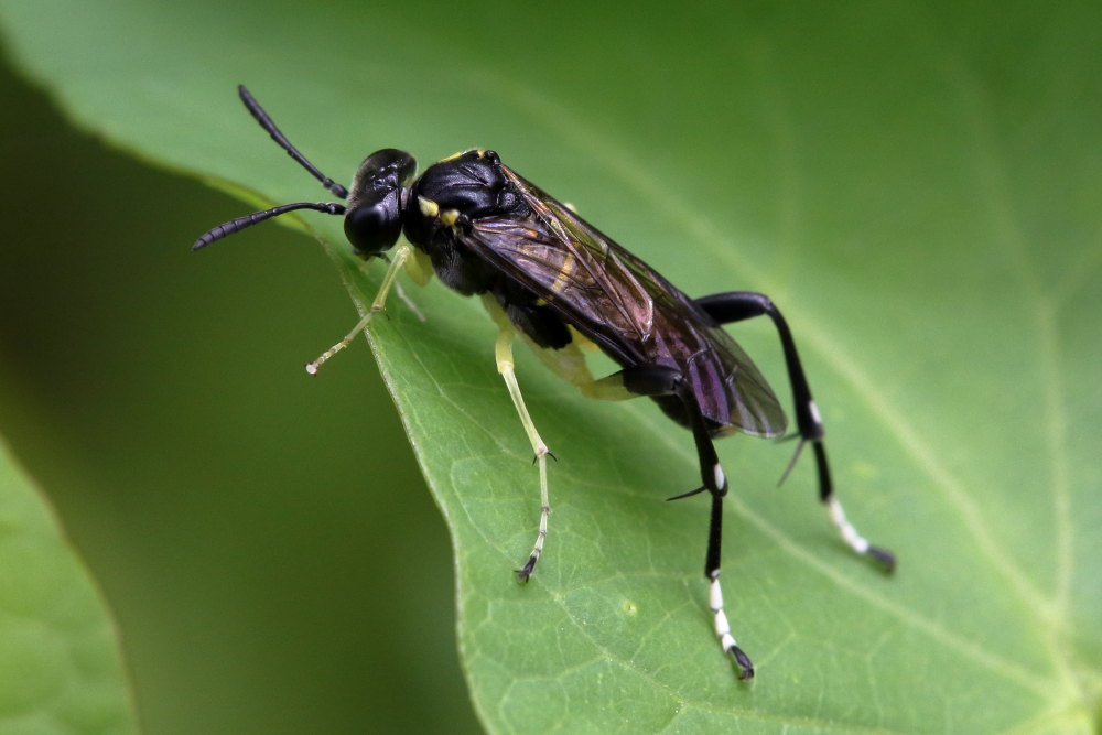 Tenthredinidae: Macrophya montana in accoppiamento