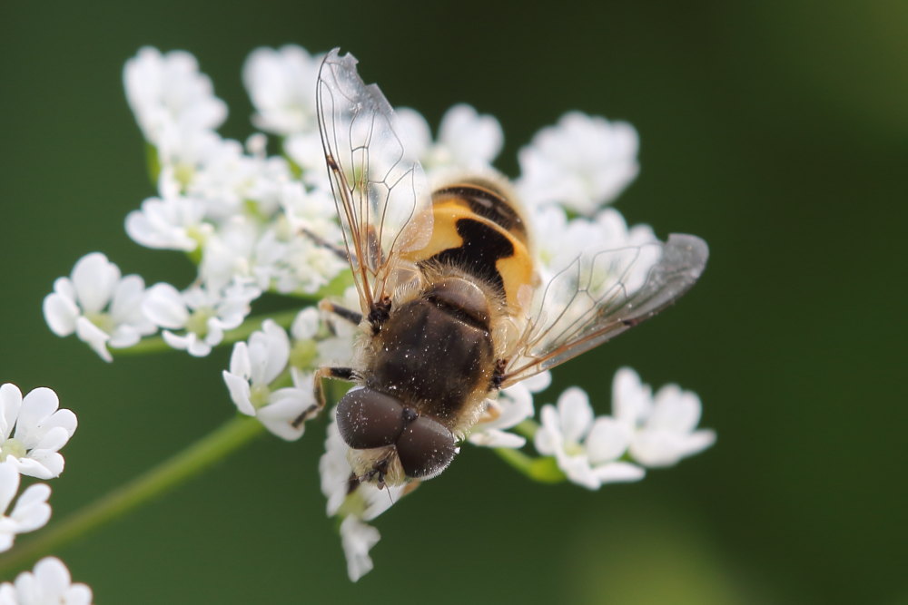 Eristalis arbustorum?  S. maschio