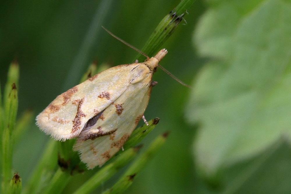 Da identificare 2 - Agapeta hamana, Tortricidae