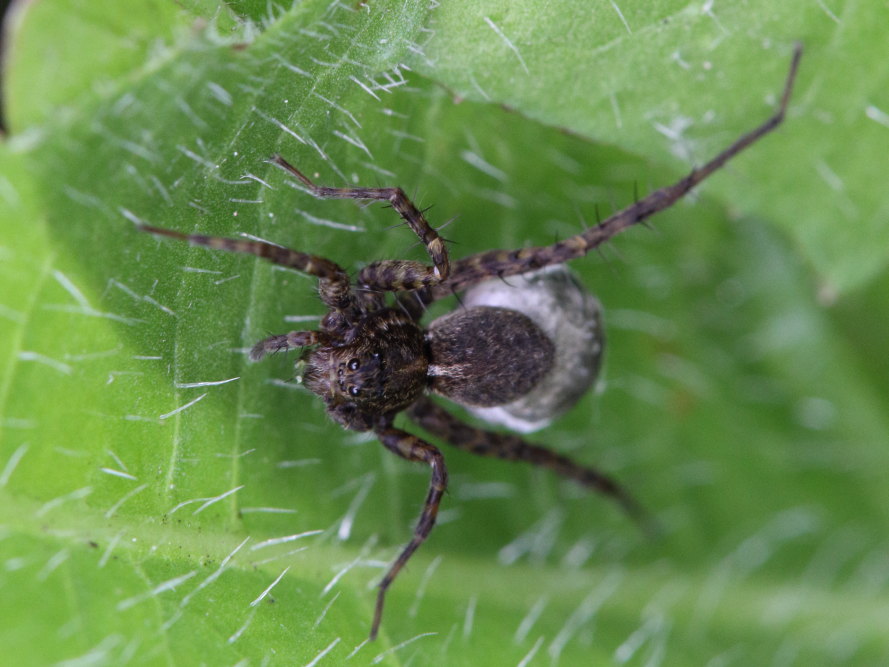 Pardosa sp?  S !     - Osimo (AN)