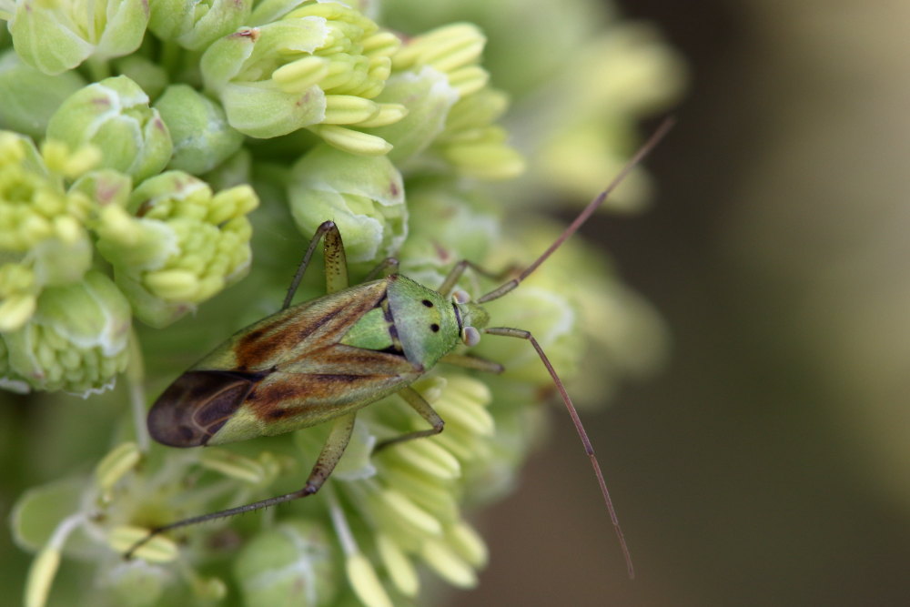 Miridae: Closterotomus norwegicus