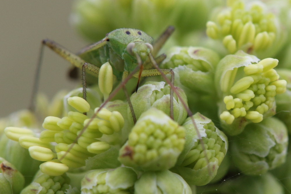 Miridae: Closterotomus norwegicus