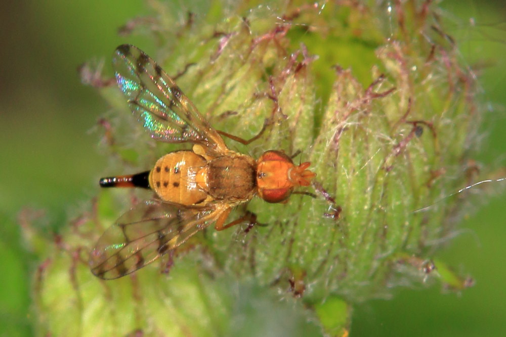 Tephritidae:  Myopites apicatus