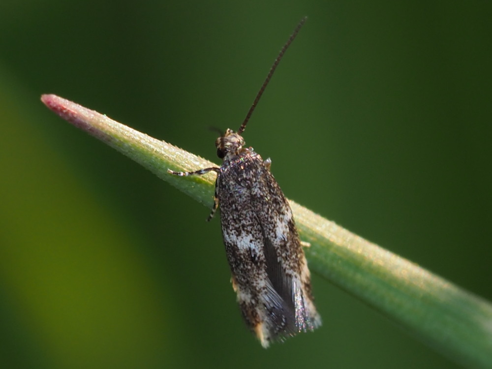 Gelechiidae: cfr. Caryocolum sp.