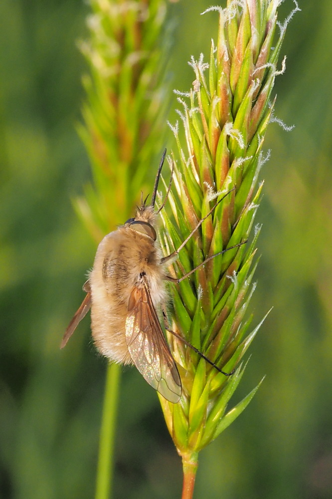 Bombylius major?