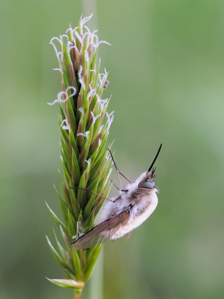 Bombylius major?