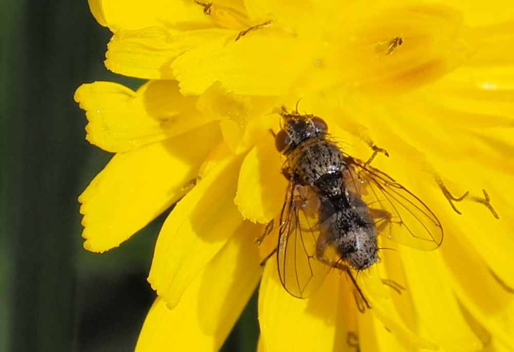 Da identificare: fam. Tachinidae