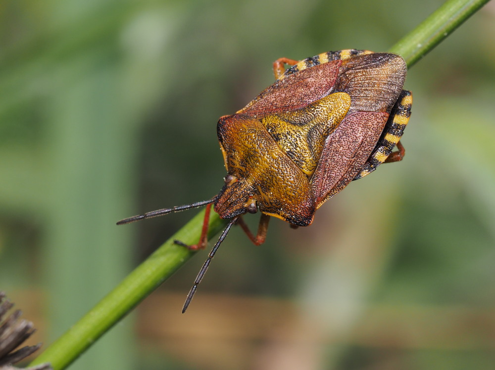 Pentatomidae: Carpocoris pudicus?....  Carpocoris cfr. purpureipennis