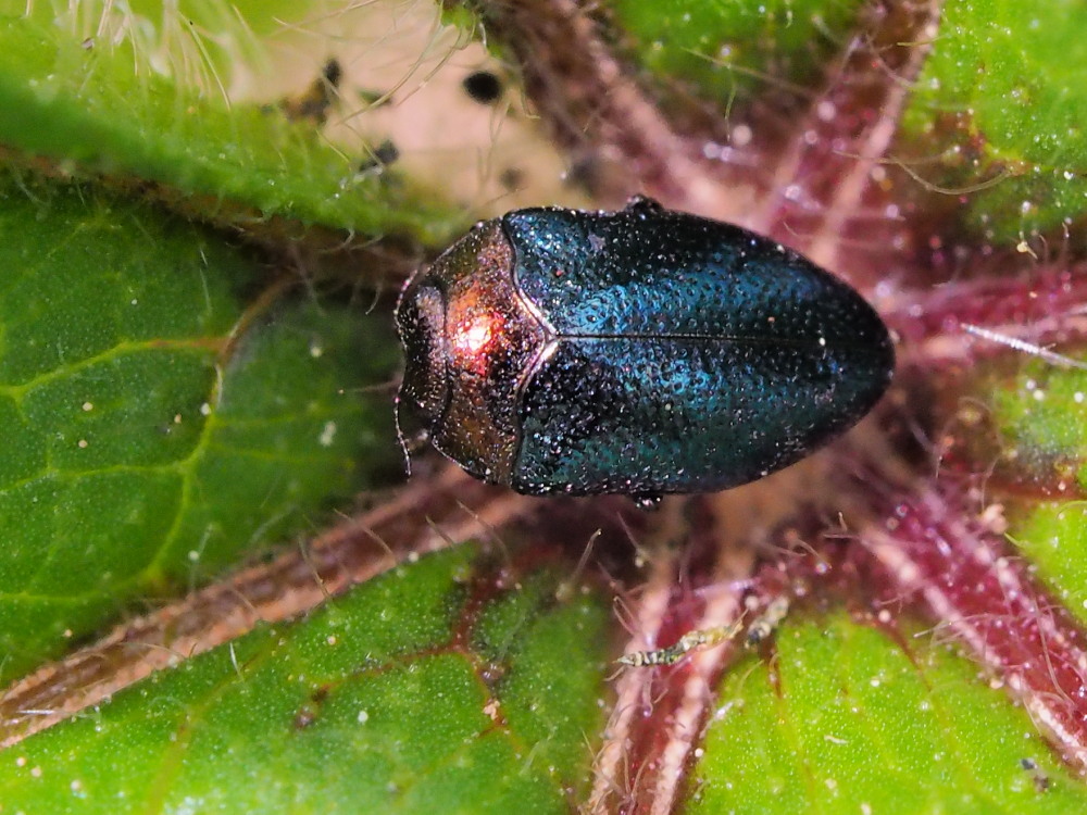 Buprestidae: Trachys troglodytiformis