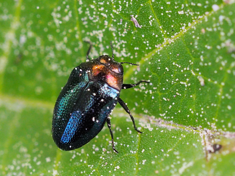 Buprestidae: Trachys troglodytiformis