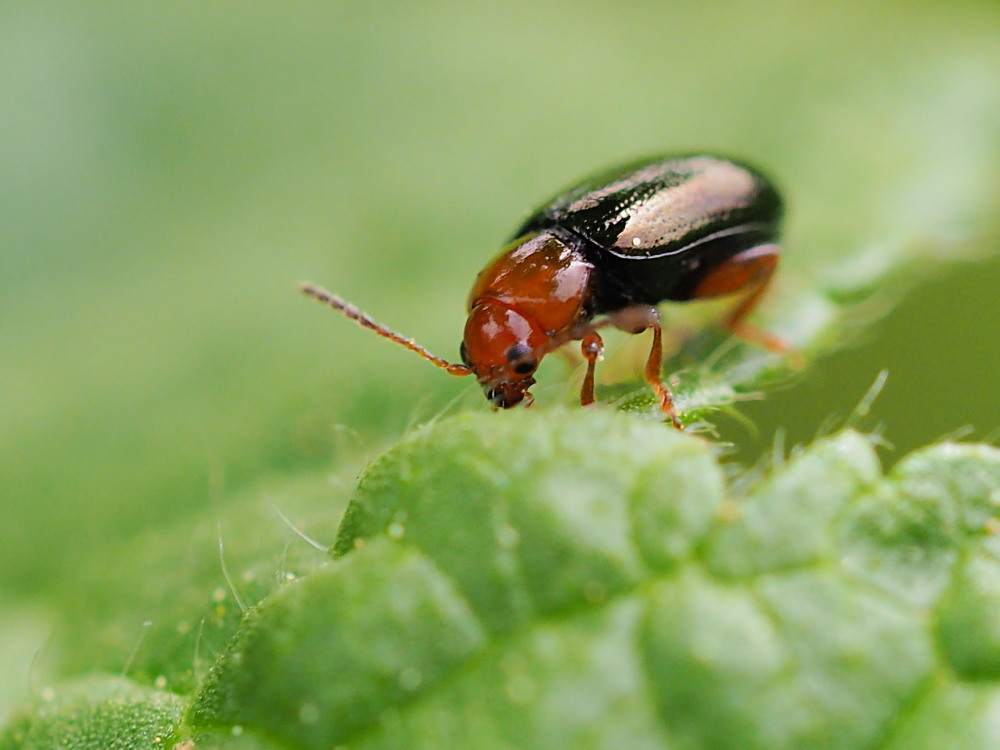 Chrysomelidae: Podagrica malvae? S.