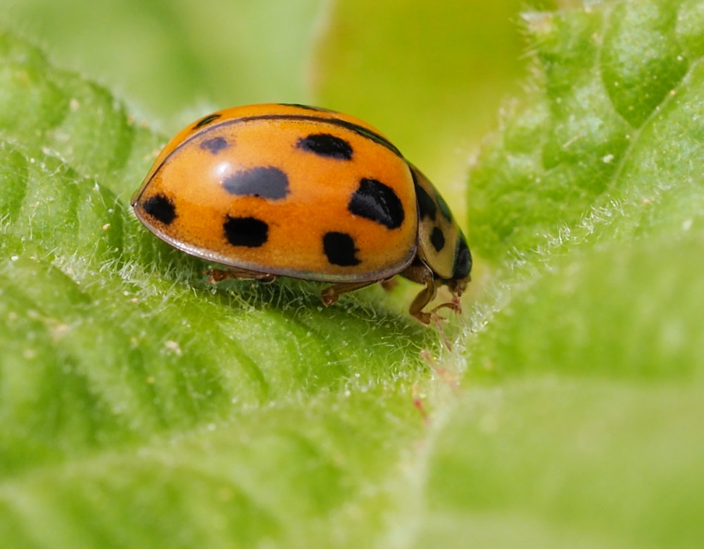 Coccinellidae: Propylea quatuordecimpunctata? S.