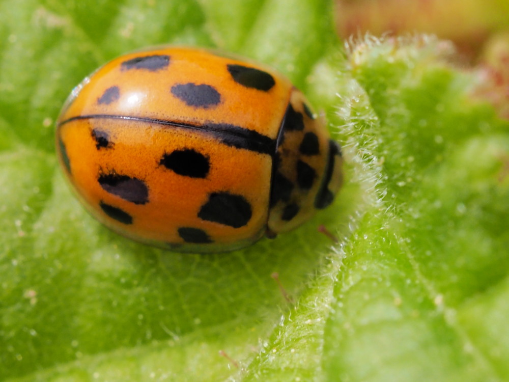 Coccinellidae: Propylea quatuordecimpunctata? S.